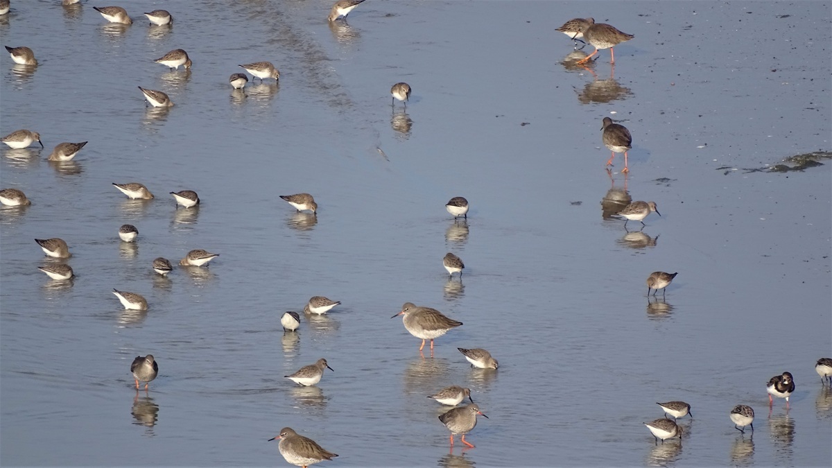 Observations des oiseaux et des phoques