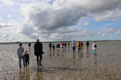 Baie des Veys : ses oiseaux, ses phoques
