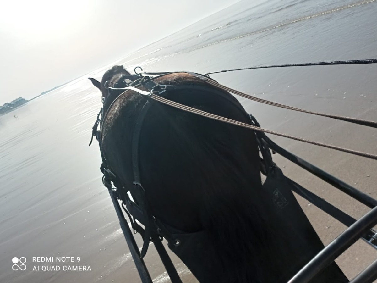 Charly Mobile, Houlgate