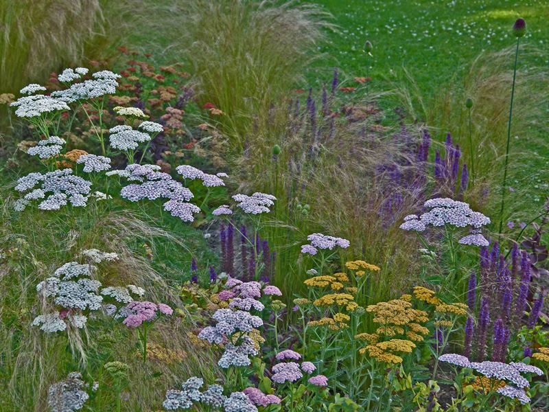 Jardin Terre d'Aïeuls, Barneville-Carteret - photo 5