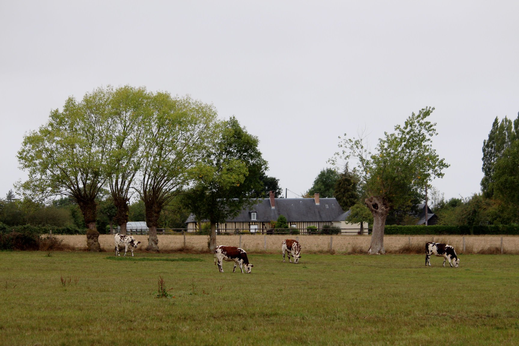 BELLOU : Autour du Manoir de Bellou - 15KM - photo 3