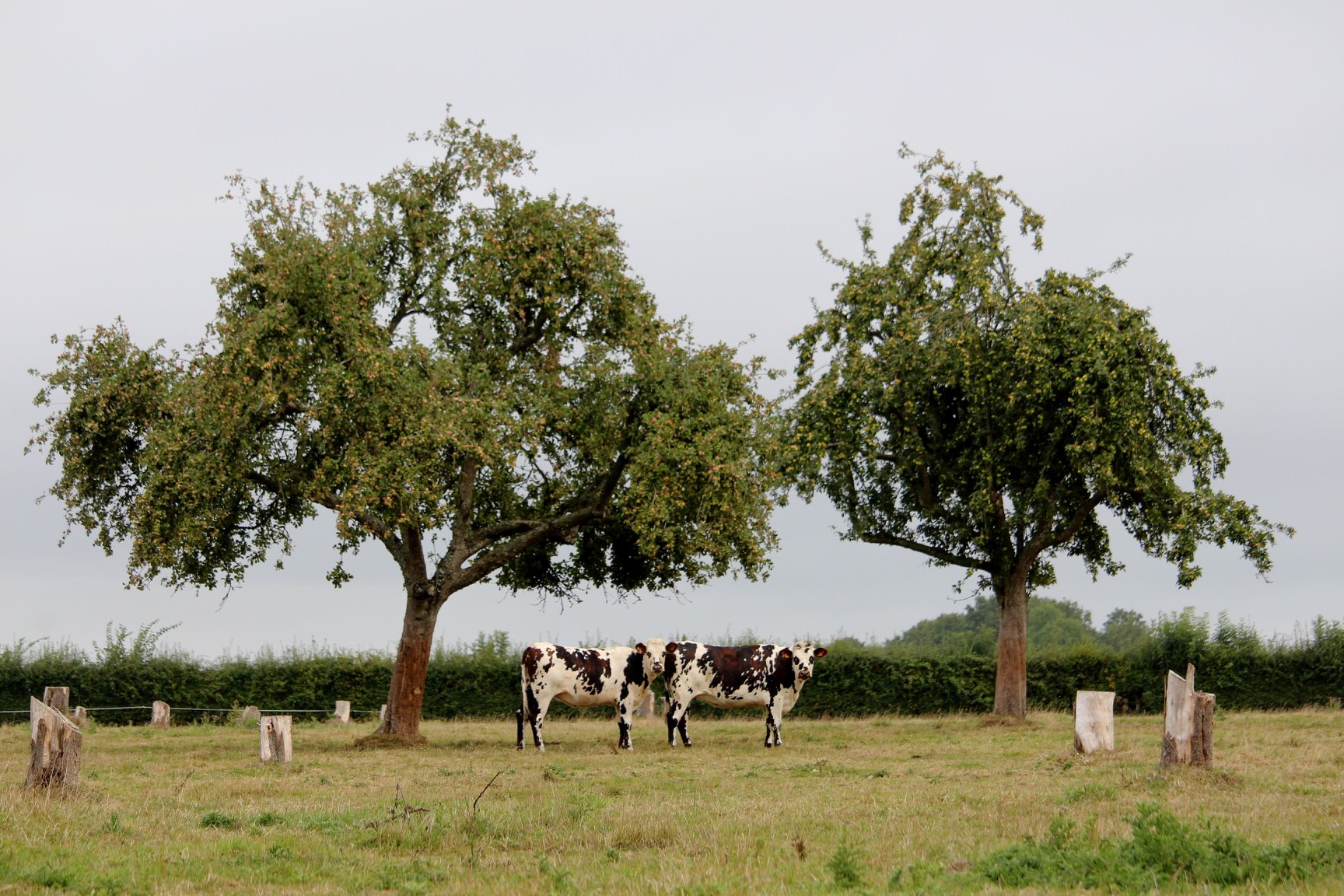 BELLOU : Autour du Manoir de Bellou - 15KM, Livarot-Pays-d'Auge - photo 5