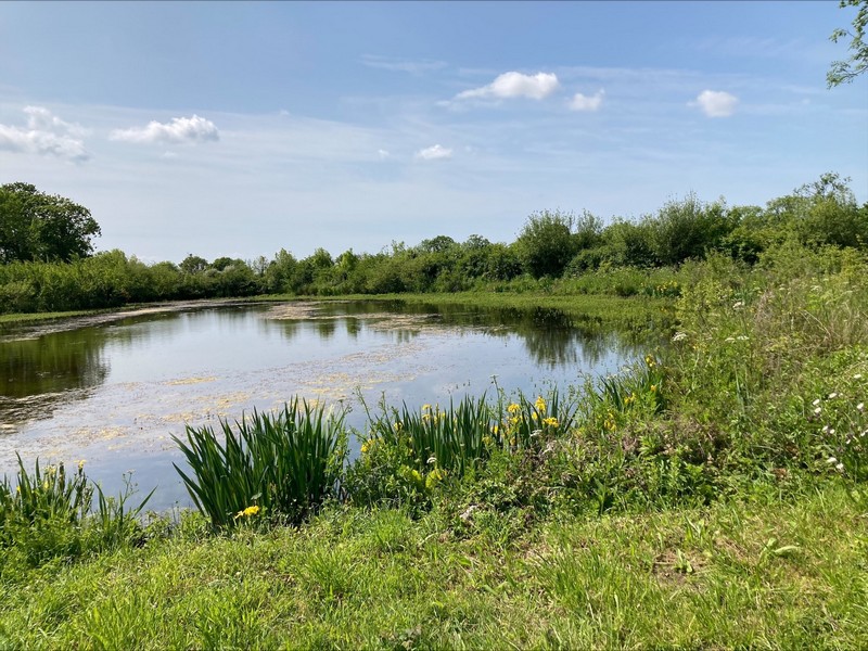 Aire de pique-nique > La mare aux grenouilles