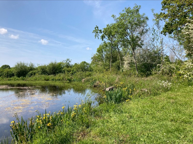 Aire de pique-nique > La mare aux grenouilles - photo 2