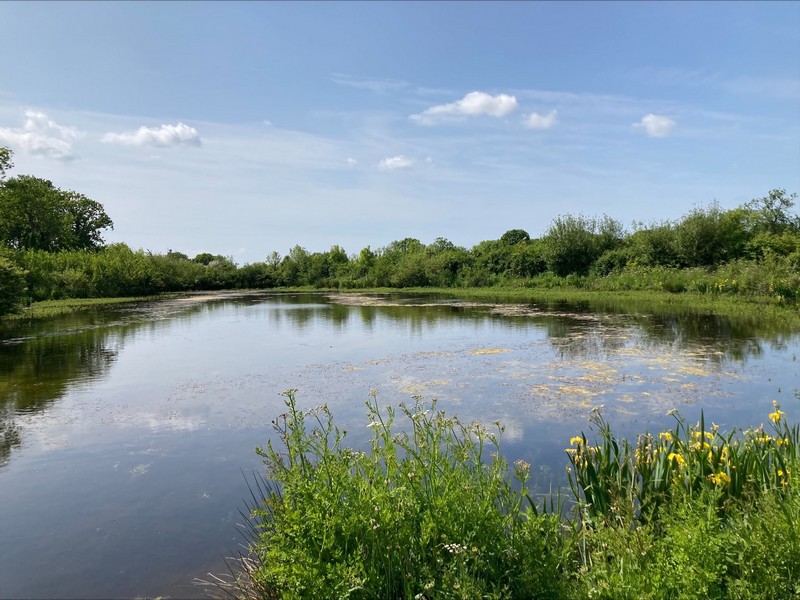 Aire de pique-nique > La mare aux grenouilles - photo 5