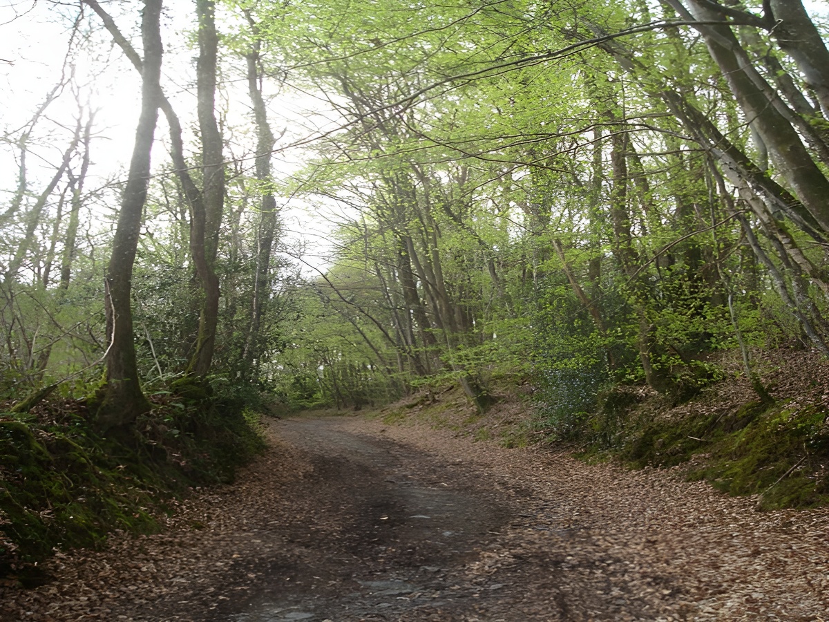 Bois de Saint-Germain le Vasson