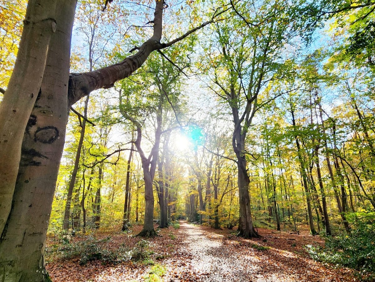 Les Promenades musicales du Pays d'Auge - La Démesure du pas