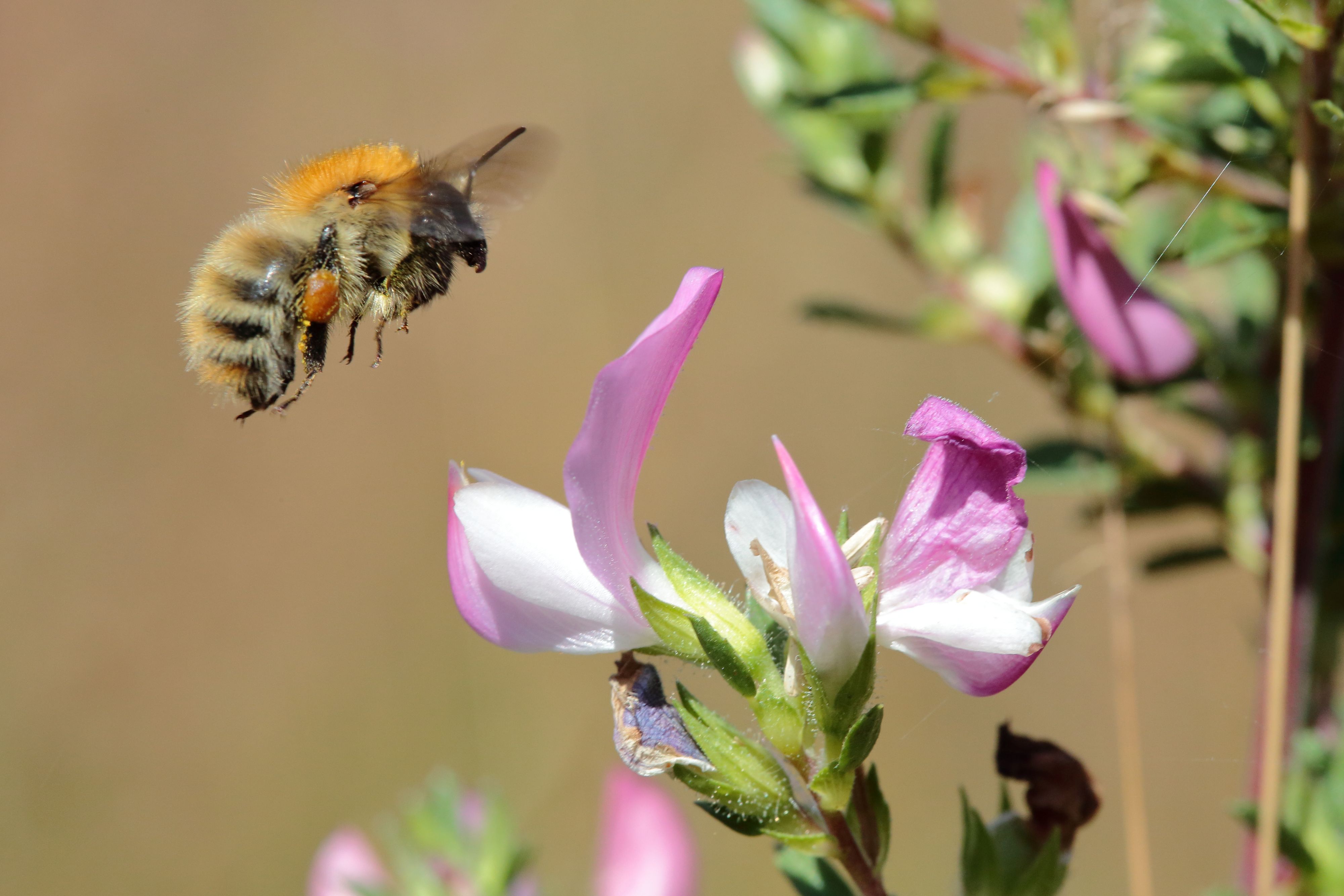 Balade nature : Découverte des orchidées
