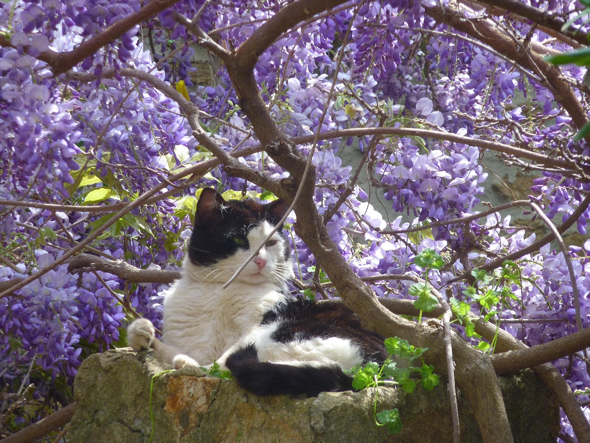 La Ferme Manoir Saint Barthelemy, Juaye-Mondaye - photo 15
