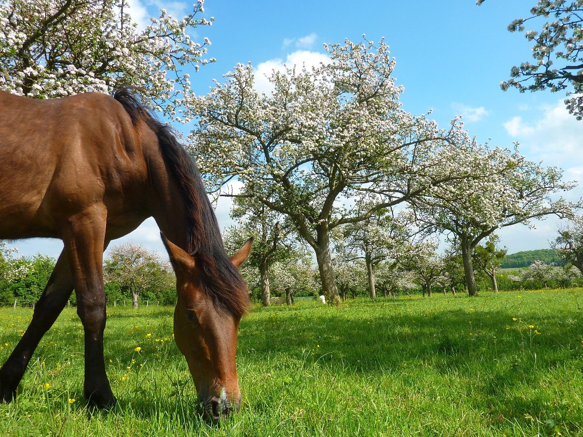 La Ferme Manoir Saint Barthelemy, Juaye-Mondaye - photo 4