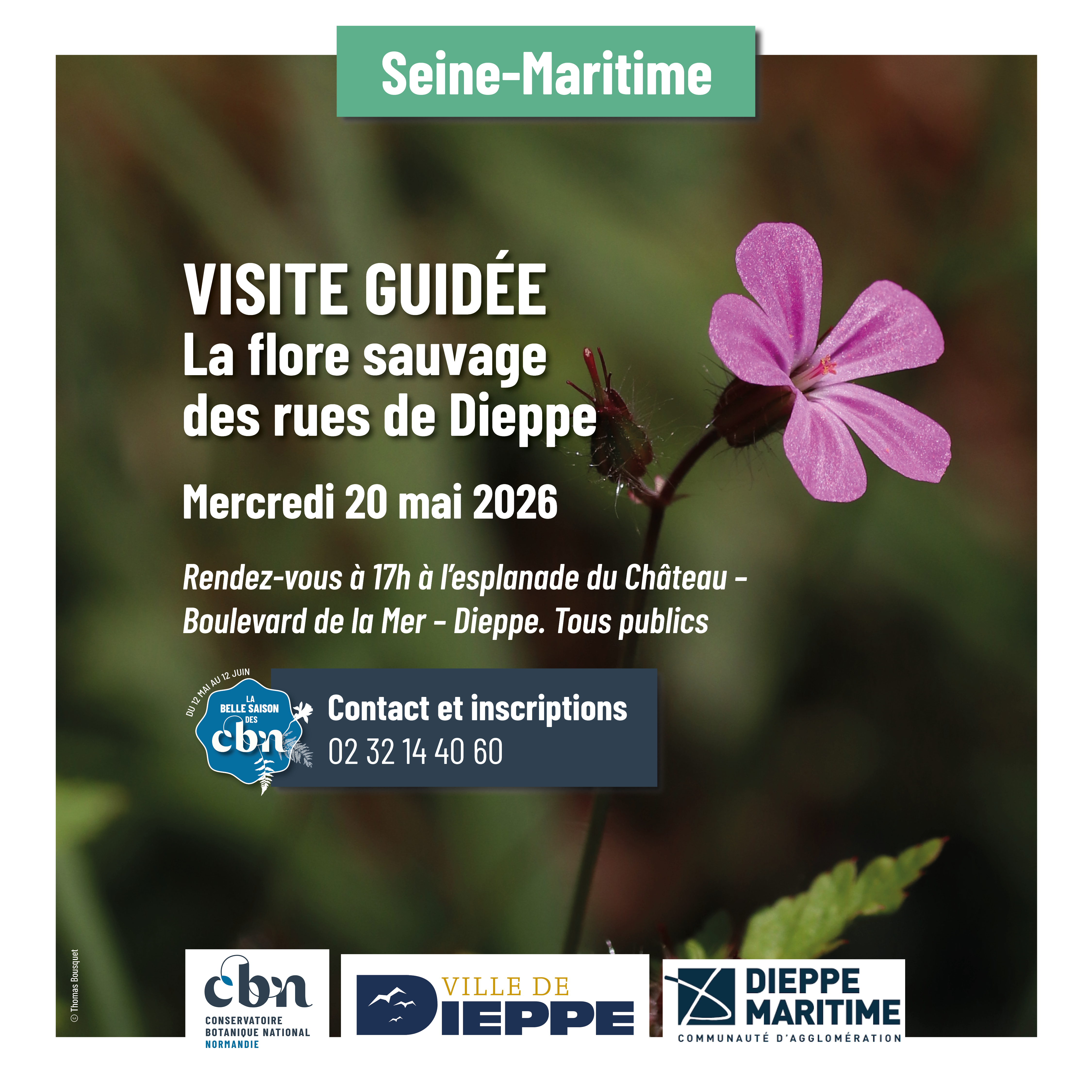 [Balade nature] La flore sauvage des rues de Dieppe