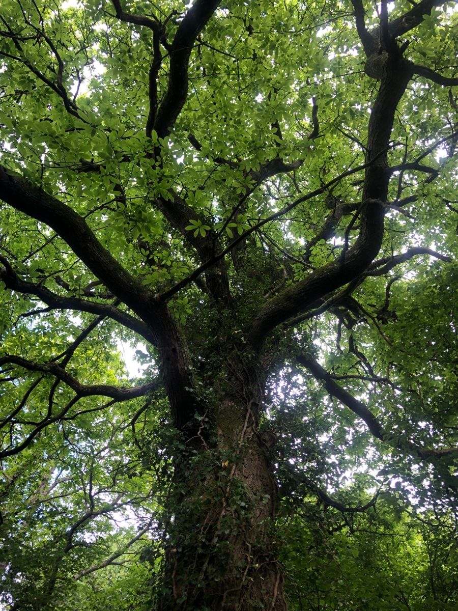 Chambre d'hôtes La Pommeraie, Champsecret - photo 2