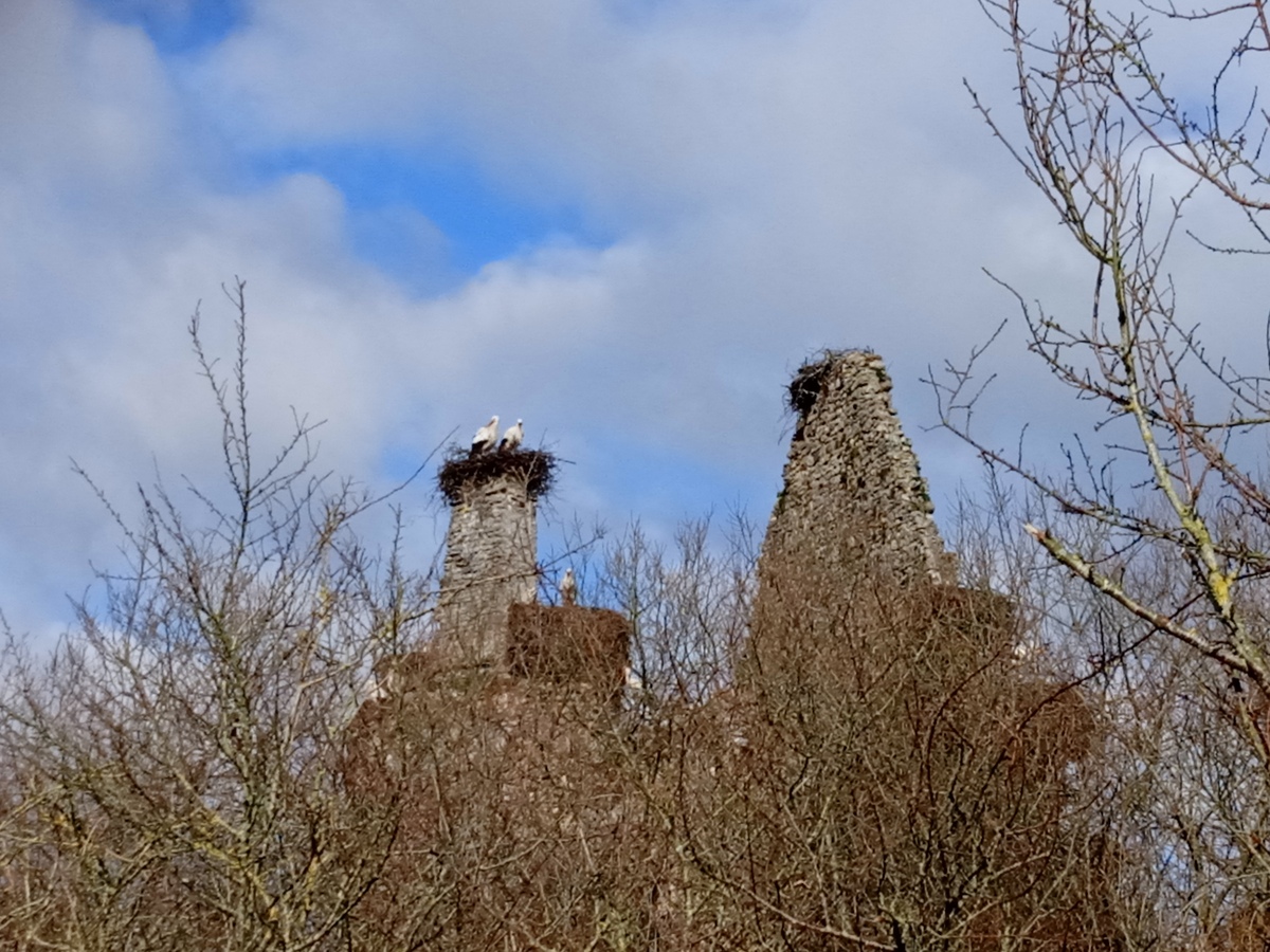 Au château des cigognes