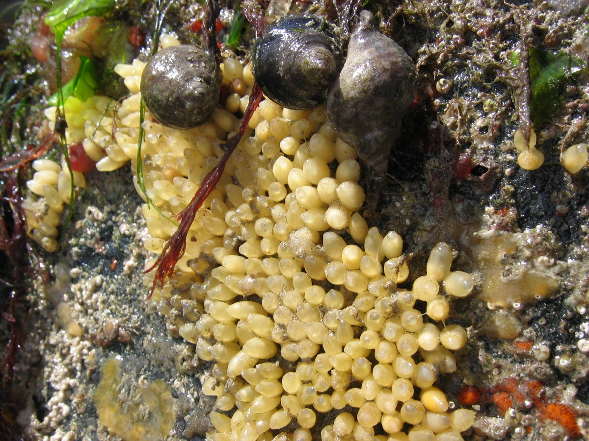 Coquillages et crustacés