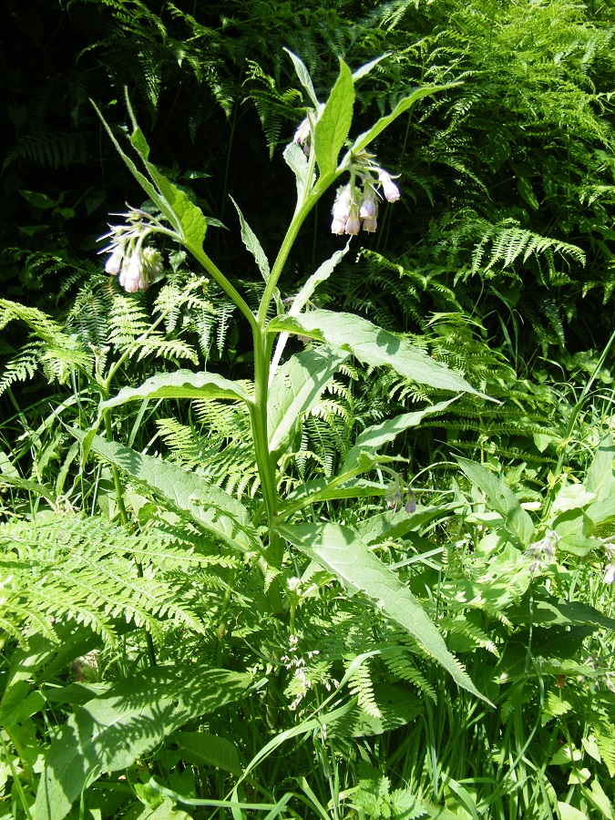 Plantes comestibles et médicinales à Hambye