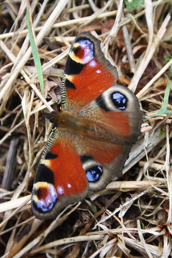 Cherchez la p'tite bête