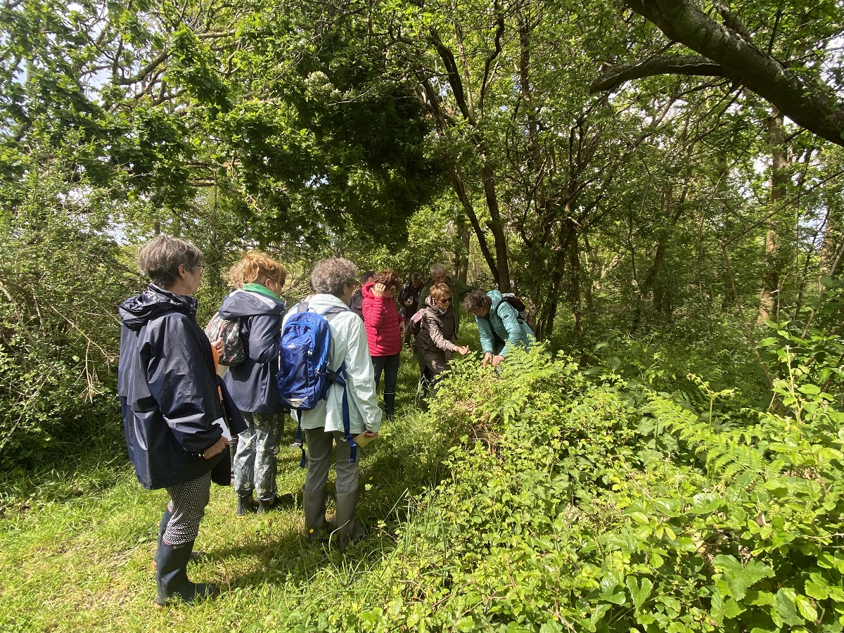 Plantes comestibles à la Réserve Naturelle Nationale de Mathon