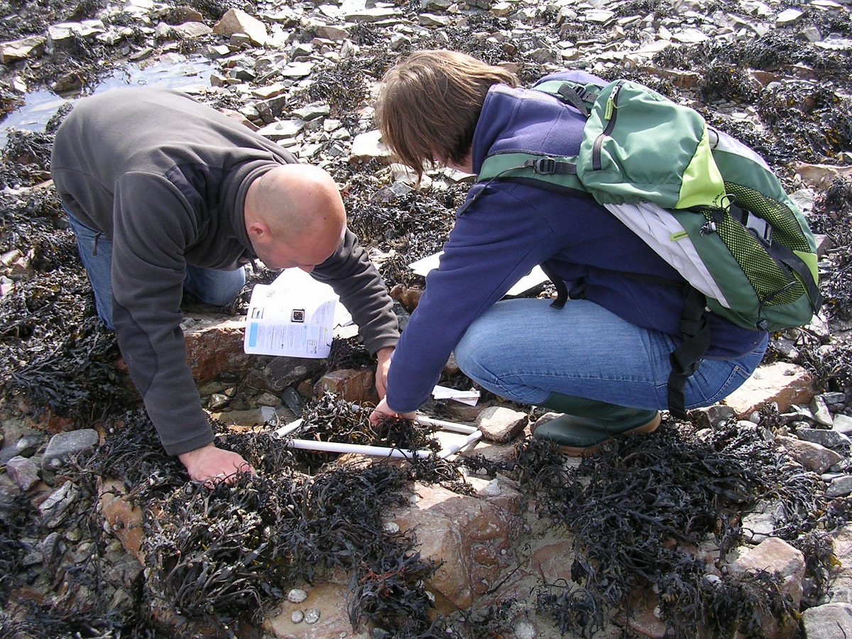 Algues et bigorneaux