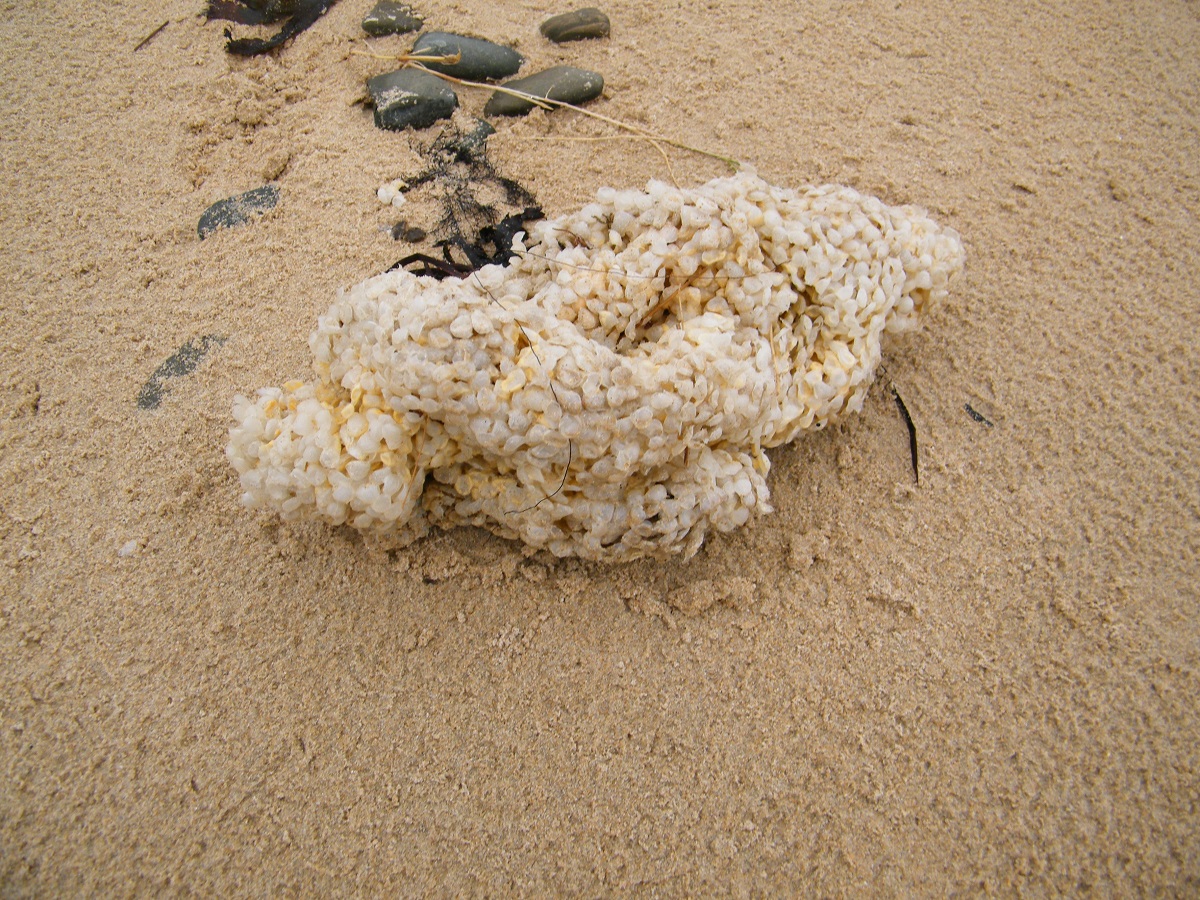 Trésors du haut de plage
