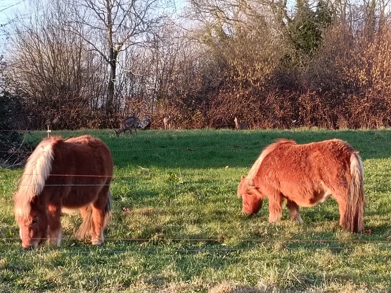 Camping > La Renaudière Féret, Saint-Sauveur-Villages - photo 13