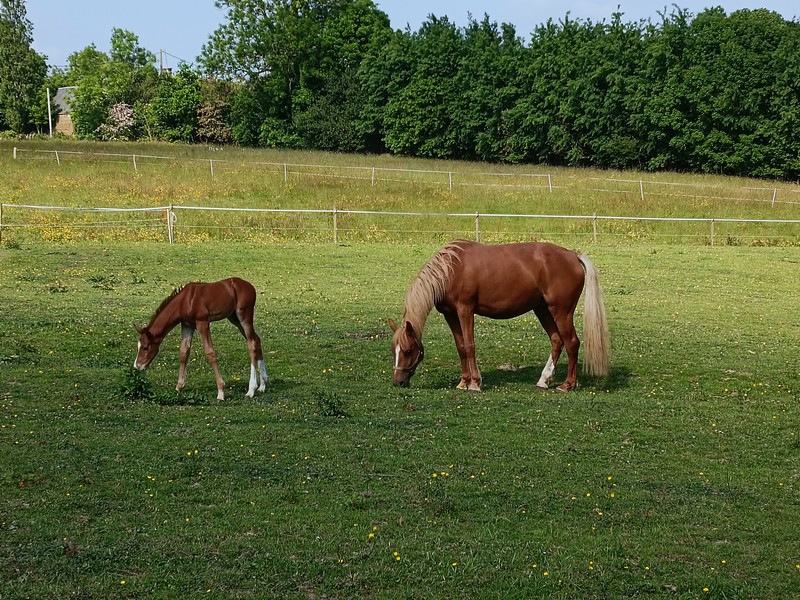 Camping > La Renaudière Féret, Saint-Sauveur-Villages - photo 14