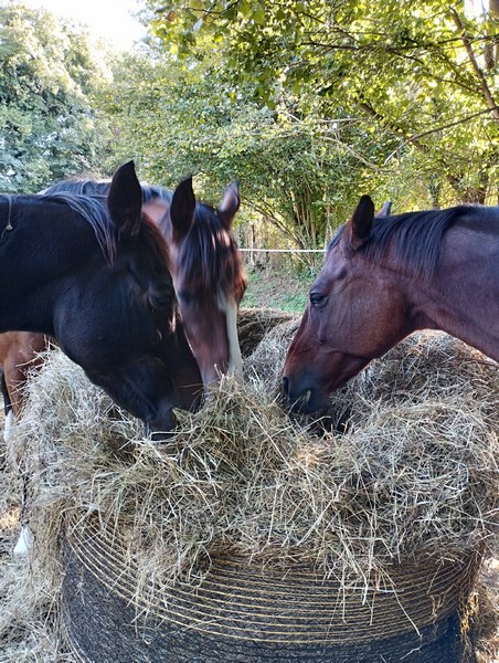 Camping > La Renaudière Féret, Saint-Sauveur-Villages - photo 23