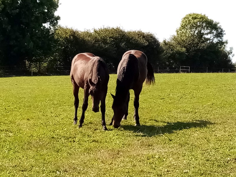 Camping > La Renaudière Féret, Saint-Sauveur-Villages - photo 8