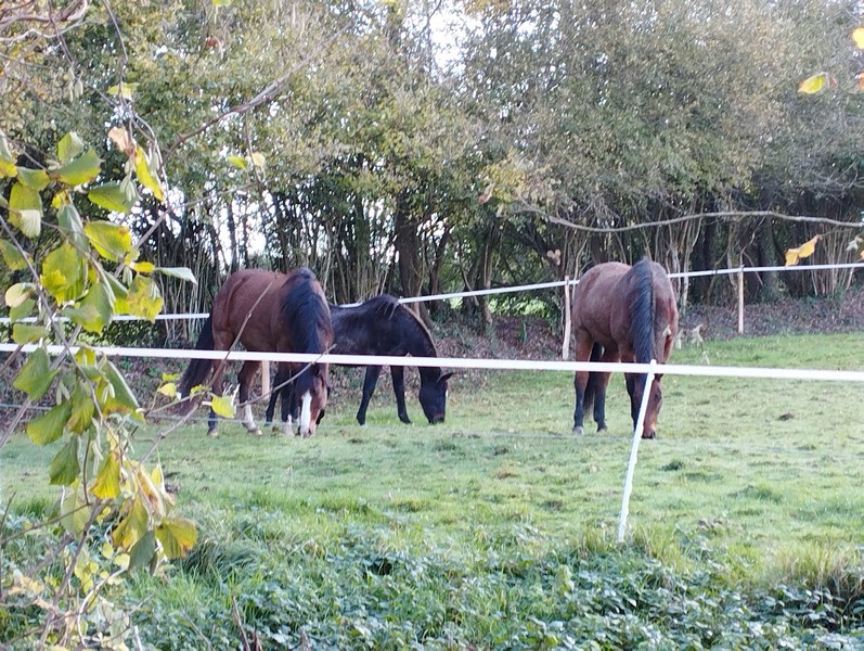 Camping > La Renaudière Féret, Saint-Sauveur-Villages