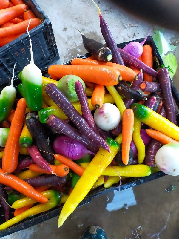 Au champ bio - photo 4