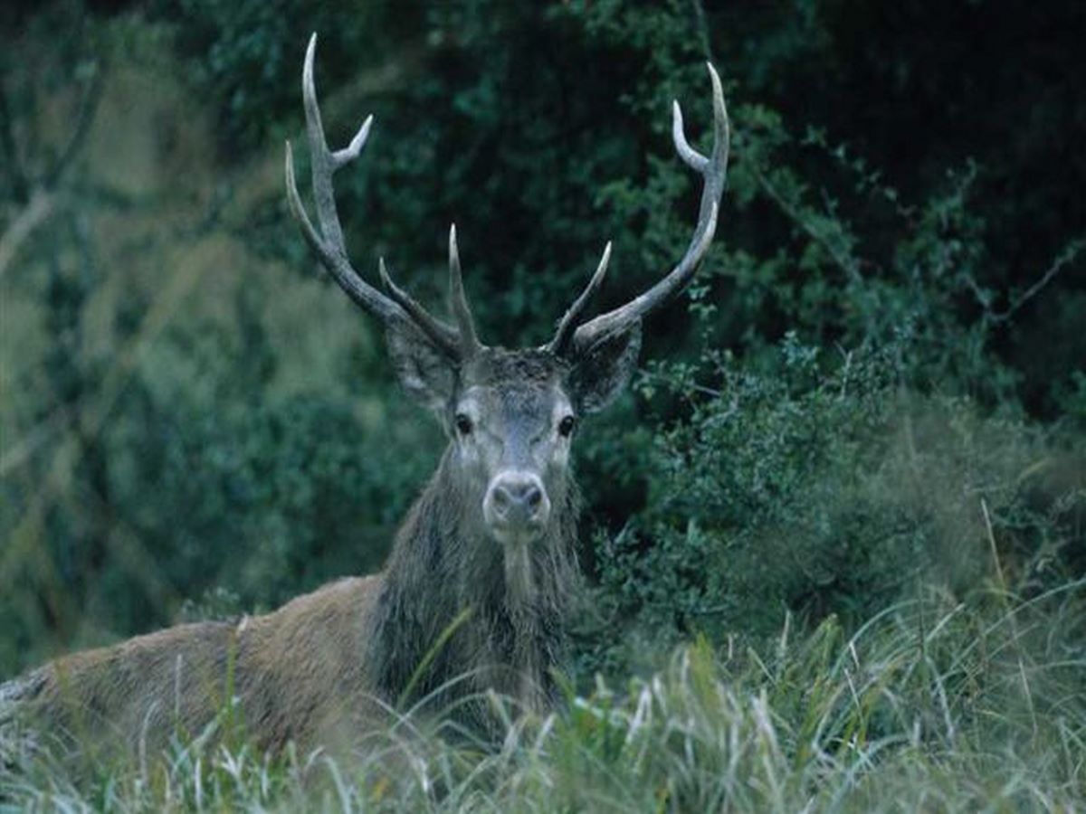 Sortie nature « Le cerf au fil des saisons »