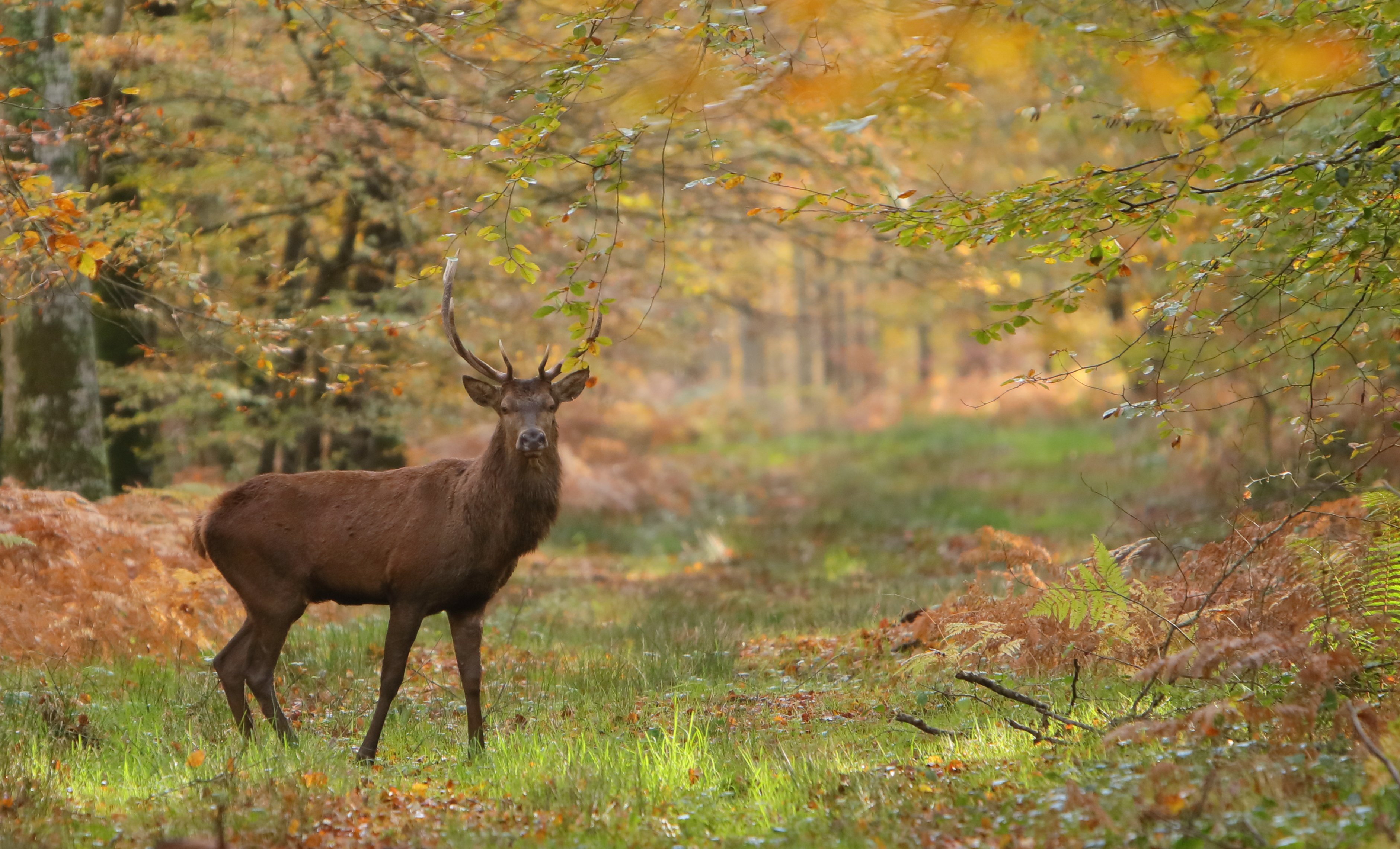 Les animaux nocturnes de la forêt de Cerisy, Montfiquet