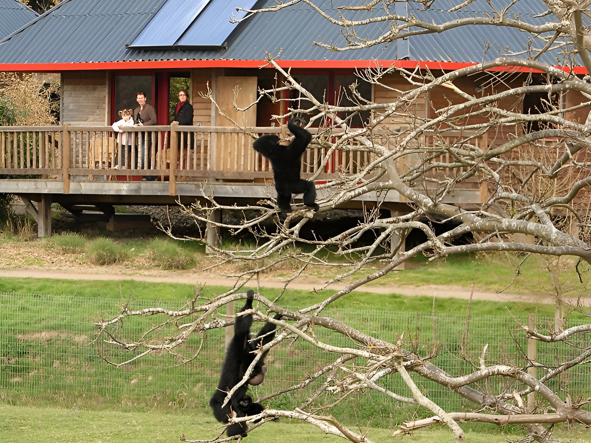 Lodges — photo 2