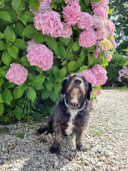 Chambres d'hôtes > Les Hortensias du Cotentin