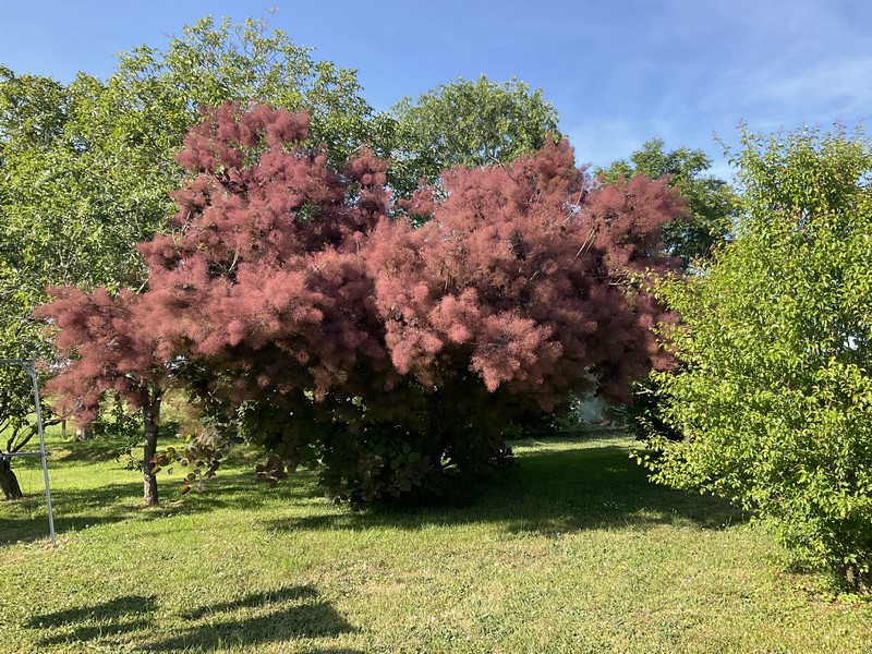 Chambres d'hôtes > Le Mimosa, Quettreville-sur-Sienne - photo 15