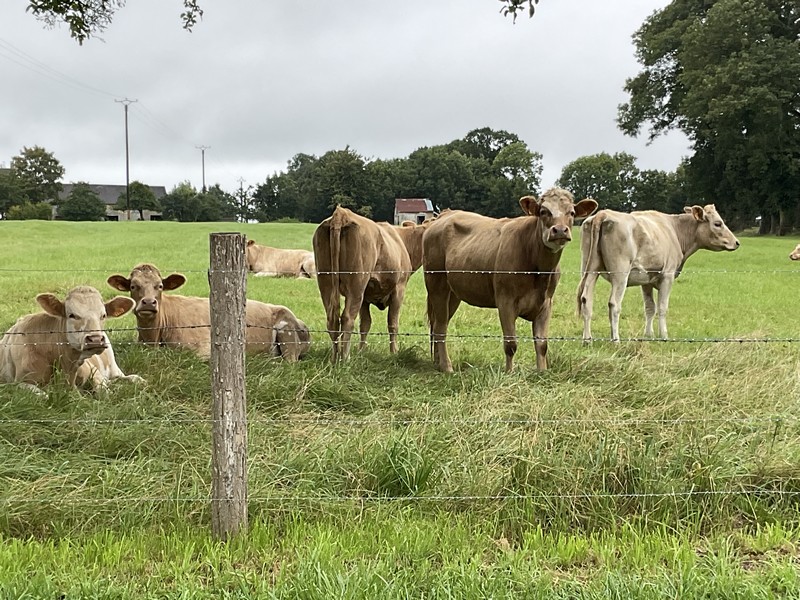 Chambres d'hôtes > Le Mimosa, Quettreville-sur-Sienne - photo 14