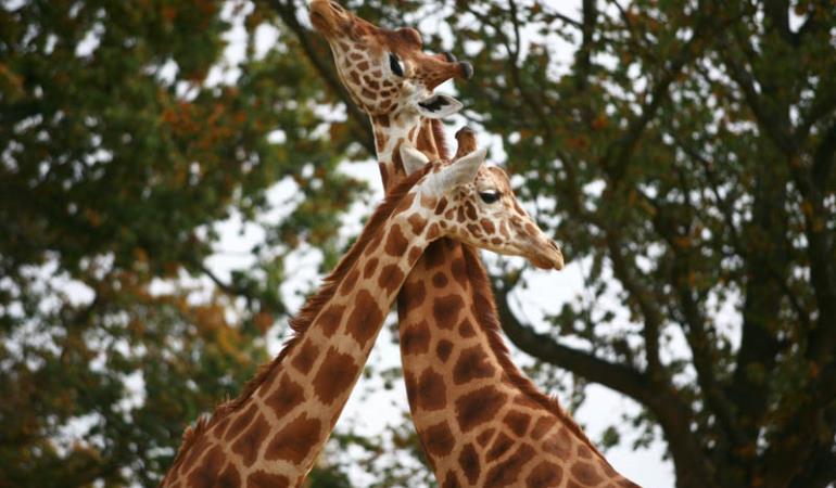 Champrépus_Parc zoologique et paysager_girafes©Y.Lebreton Champrépus_Parc zoologique et paysager_girafes©Y.Lebreton