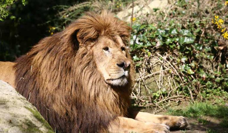 Champrépus_Parc zoologique et paysager_lion couché©Y.Lebreton Champrépus_Parc zoologique et paysager_lion couché©Y.Lebreton