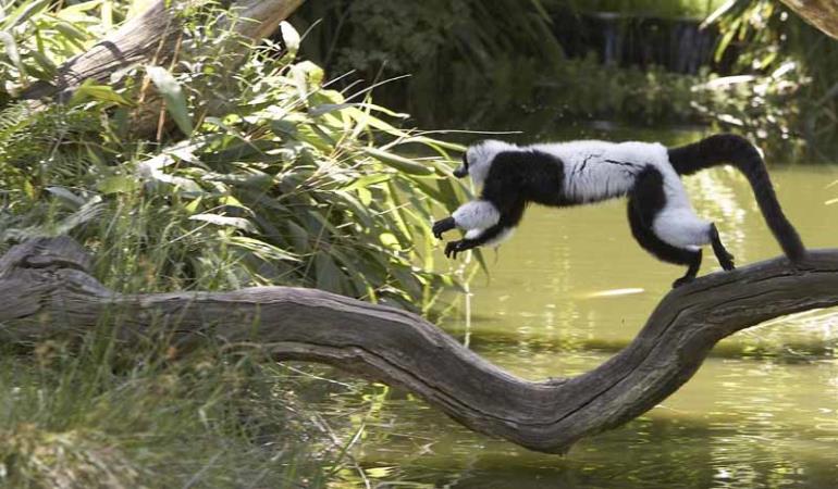 Champrépus_Parc zoologique et paysager_maki vari blanc et noir©Y.Lebreton Champrépus_Parc zoologique et paysager_maki vari blanc et noir©Y.Lebreton