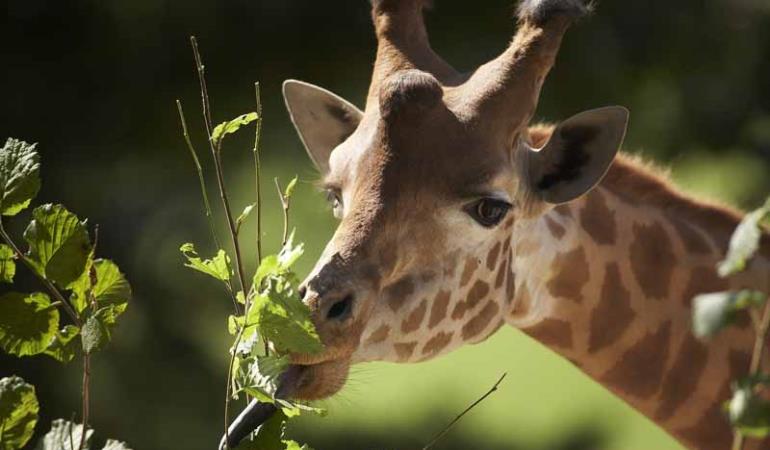 Champrépus_Parc zoologique et paysager_tête girafe©Y.Lebreton Champrépus_Parc zoologique et paysager_tête girafe©Y.Lebreton