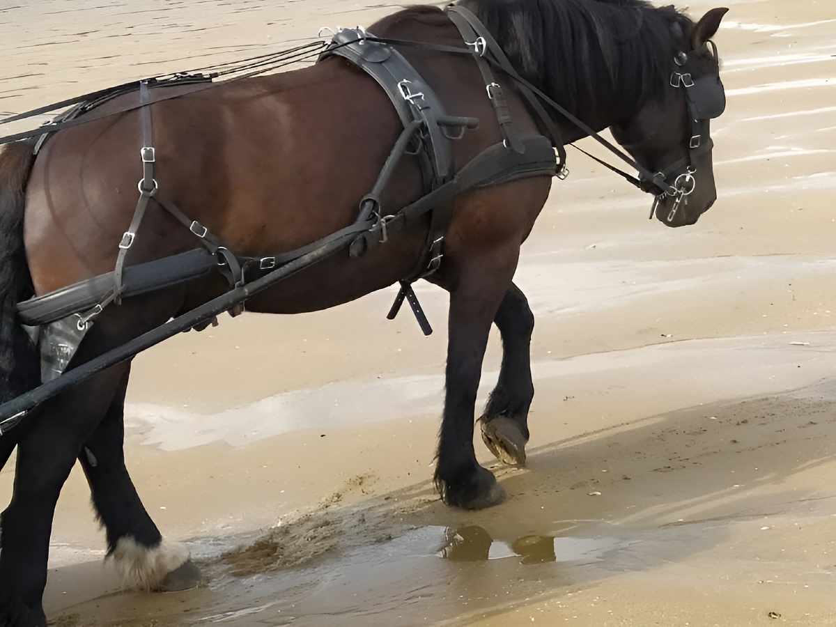 Charly Mobile, Houlgate - photo 4