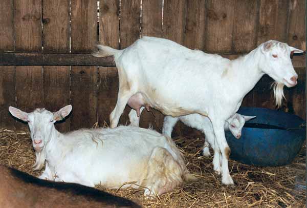 Chèvrerie de la Huberdière
