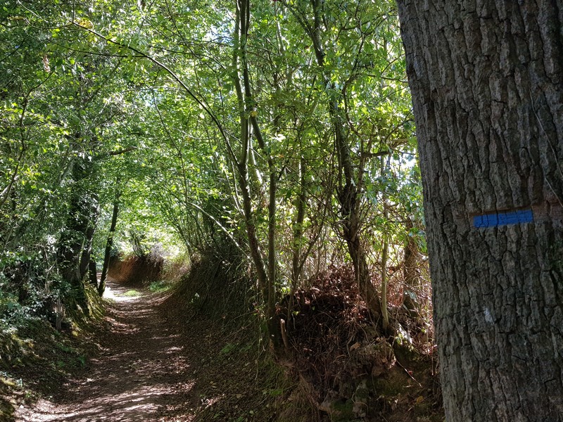 Les chemins creux de Coutances mer et bocage