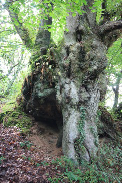 Promenade du CAUE Promenade "des mange-cailloux", Fermanville
