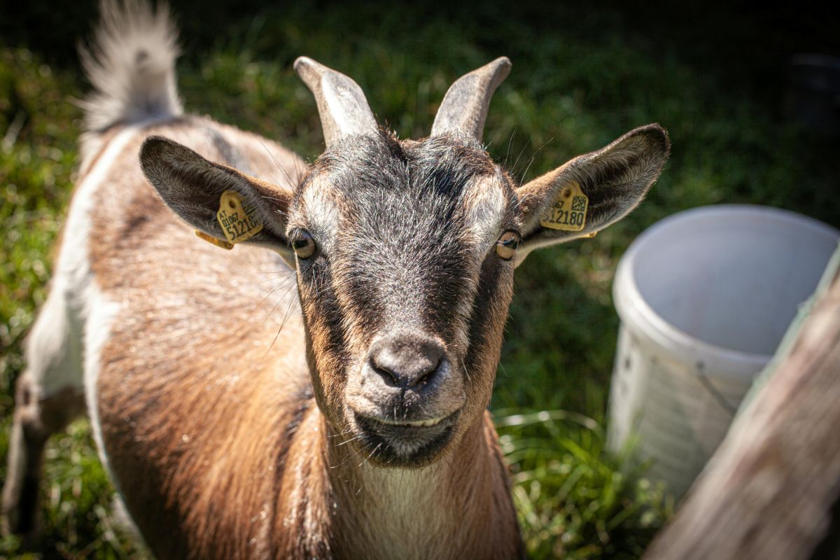 Quand la ferme s’invite au pied des immeubles