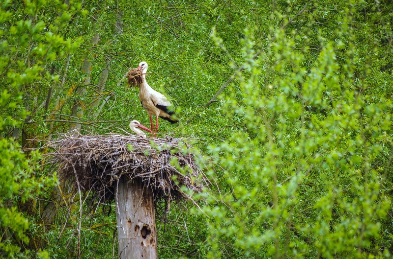 À la découverte des cigognes - Sortie nature