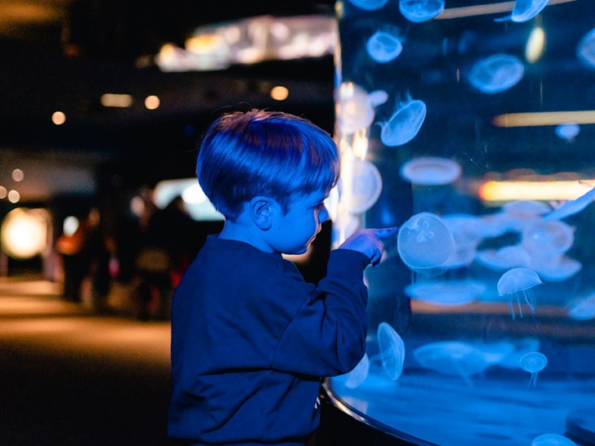La Cité de la Mer, Cherbourg-en-Cotentin - photo 6