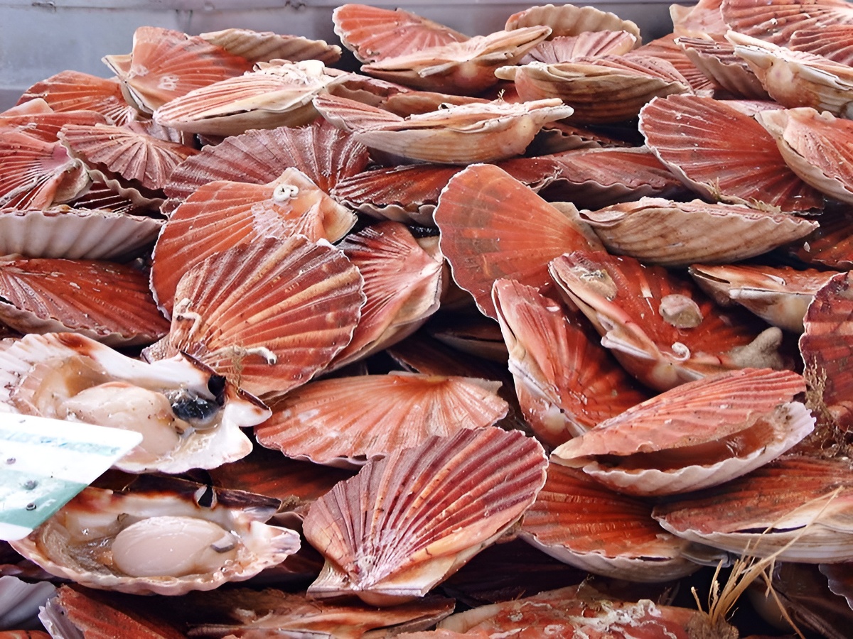 Port de pêche de Port-en-Bessin-Huppain