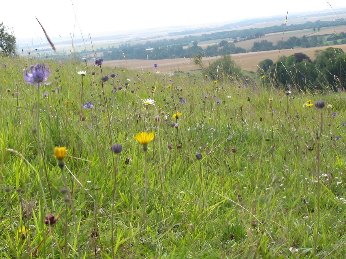 Les monts d'Eraines - Réserve Naturelle Nationale du Côteau de Mesnil-Soleil, Damblainville - photo 3