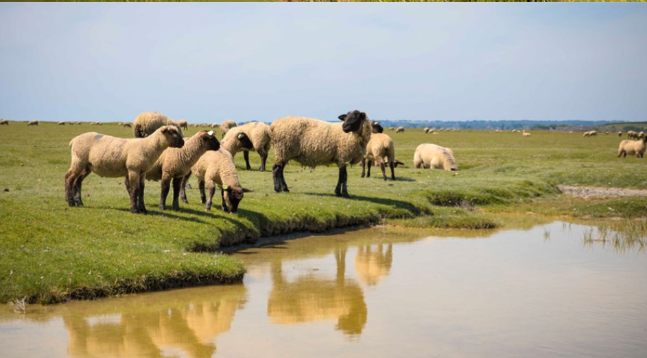 Aux Arts Salés - Élevage d'agneaux de pré-salé
