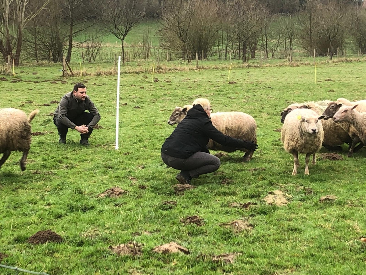 Leadersheep - Coaching d'équipe avec des moutons, Vienne-en-Bessin - photo 2